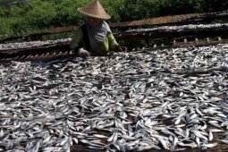 Kesulitan Bahan Baku Ikan Asin