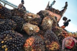Harga Sawit Di Barito Utara Turun