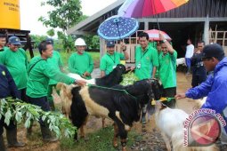 Dewan Kunjungi Pasar Hewan Sarang Halang