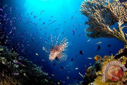 Peneliti: Ilmuwan Muda Bidang Laut Sedikit