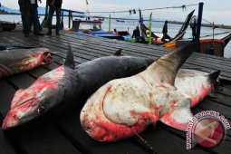 KKP: Spesies hiu di Indonesia terancam punah