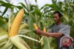 Produksi jagung Jambi naik 69,78 persen