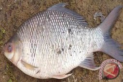 BPBAT Berhasil Benihkan Ikan Kelabau