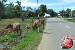Disnakkeswan Pastikan Hewan Kurban Tidak Makan Sampah