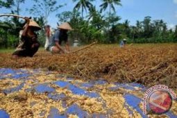 Produksi kedelai Jambi capai 6.800 ton sehari