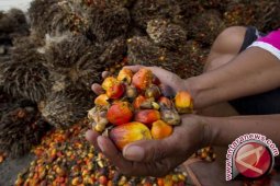 India Akui Tergantung Dengan Minyak Sawit Indonesia