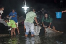 Pemkot Ambon Gelar "Timba Laor"