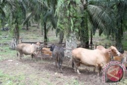 Gubernur Kaltim Tantang Wartawan Beternak Sapi
