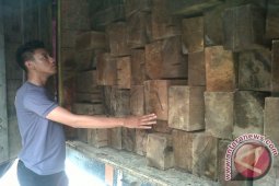 Polres Sanggau Amankan Ratusan Kayu Ilegal