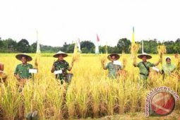 Wabup Panen Raya Padi Kelompok Tani Segarak