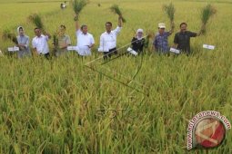 Panen Padi Perdana