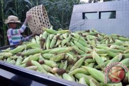 Buleleng Kontribusi Terbesar Produksi Jagung