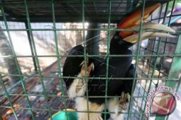 Populasi Rangkong Indonesia Terancam