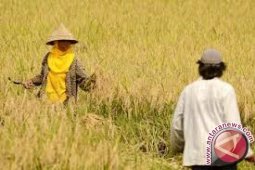 Mungkinkah swasembada beras tercapai lebih cepat