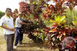 FKH Hijaukan Banjarmasin Dengan Daun Berwarna