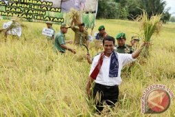 PANEN RAYA PADI