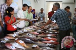 Harga Ikan Segar Di Gorontalo Utara Naik