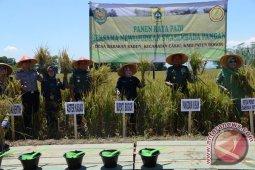 Pangdam Dan Bupati Bogor Panen Raya Padi
