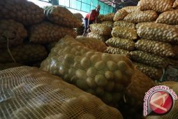 Harga Kentang di Pangkalpinang Berangsur Turun