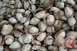 Bangka Barat Kembangkan Desa Budi Daya Kerang