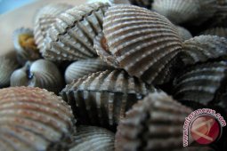DKP Bangka Barat Hentikan Bantuan Benih Kerang