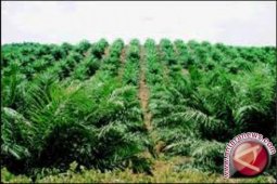 Industri sawit tetap bertahan dalam tekanan internasional