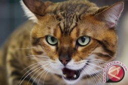 Di Kyoto Memberi Makan Kucing Liar Melanggar Hukum