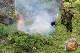 Polisi Musnahkan 100 Ribu Batang Ganja Beutong