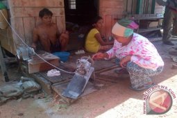 Manis Mata, Penghasil Kecubung di Ketapang
