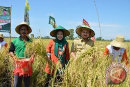 Kalsel Optimistis Produksi Padi Tetap Surplus