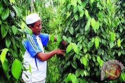 Bangka Barat Latih Pola Tanam Lada Modern