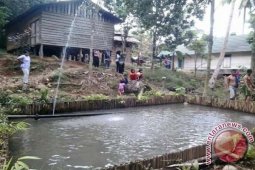 KOLAM IKAN MERATUS