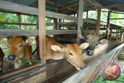 Tanah Bumbu Tingkatkan Populasi Hewan Ternak