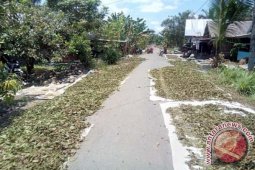 Daun Sapat Tumpuan Ekonomi Baru Warga HST