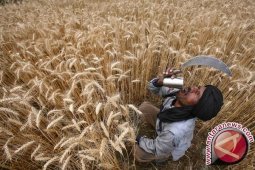 Harga Pangan Dunia Turun Karena Produksi Gandum AS Menguat