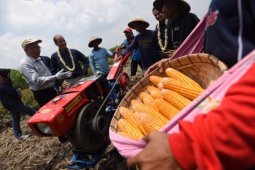 Dukung Tingkatkan Produktivitas Jagung