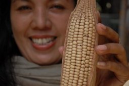 Fosil Jagung