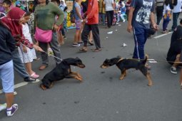 Kenyamanan Terganggu Anjing