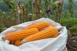 Pesanggem Panen Jagung