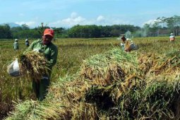 Harga Gabah Anjlok