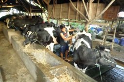 Harga Susu Sapi Naik