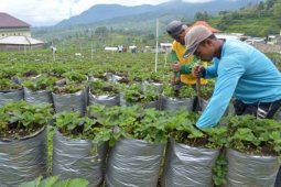 Kebun Strawberry