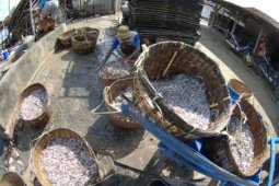 Harga Teri Turun
