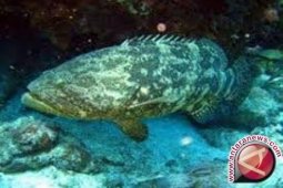 Lemhannas dukung gerkan ayo makan ikan