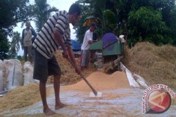 Petani Ketapang Masih Gunakan Cara Manual untuk Panen