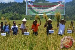 Gorontalo Utara Akan Kembangkan Padi Ponelo Harum