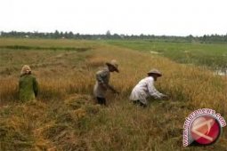 NTP Pertanian tanaman pangan Jambi meningkat