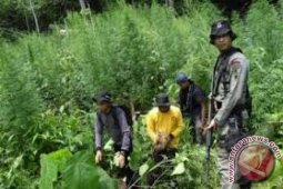 Polisi temukan 40 ribu batang ganja di Beutong