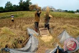 Bulog : Harga beras akan turun bertahap