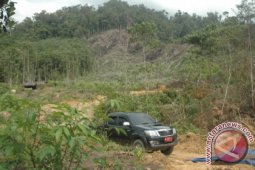 Perambahan Hutan Lindung di Abdya Masih Berlansung